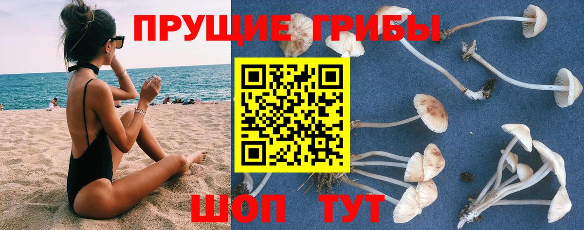 Владикавказ  Псилоцибиновые грибы Psilocybine cubensis  Вход с VPN 